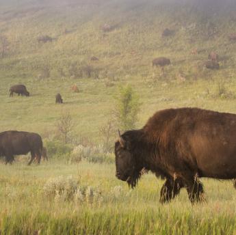 Bison herd