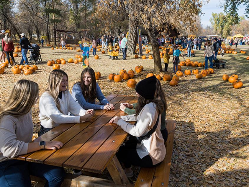 Pumpkin patch