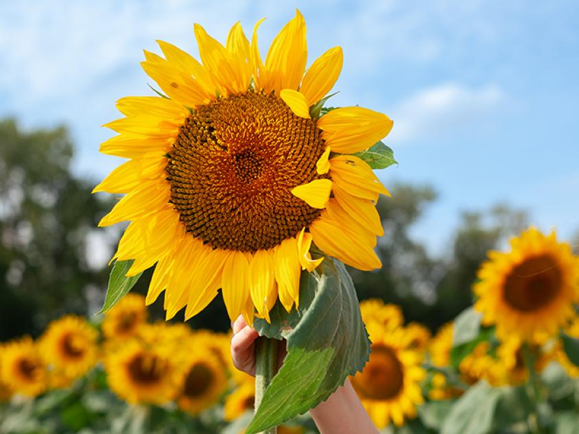 Sunflowers and sunflower field