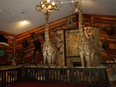 Giraffes on Display in Beulah