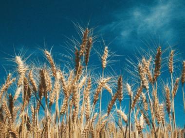 wheat