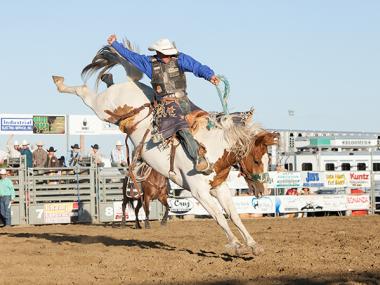 Rodeo bucking horse