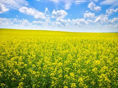 Canola fields by Rebecca Raber