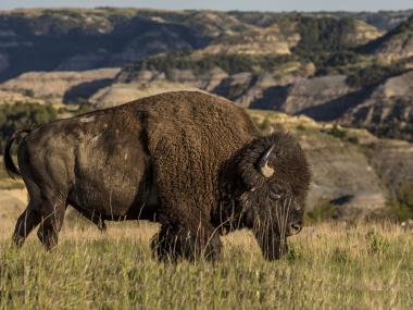 Bison in TRNP