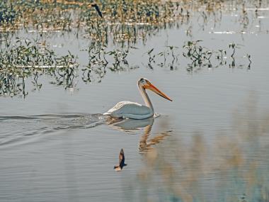 Arrowwood Refuge