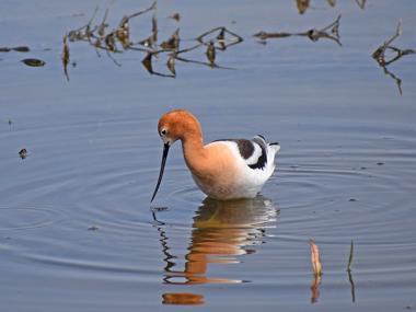 American Avocet
