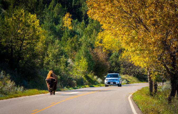 Fall buffalo