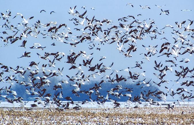 Snow geese