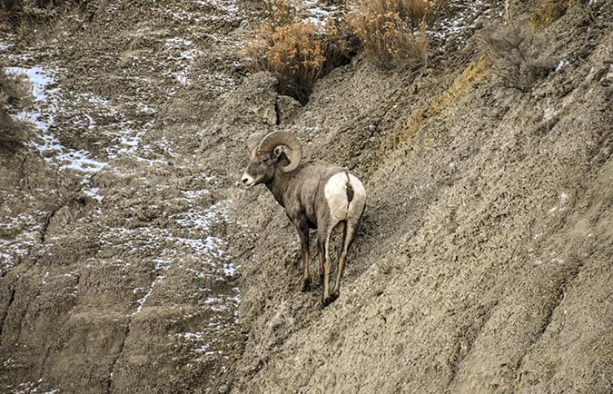 big horn sheep