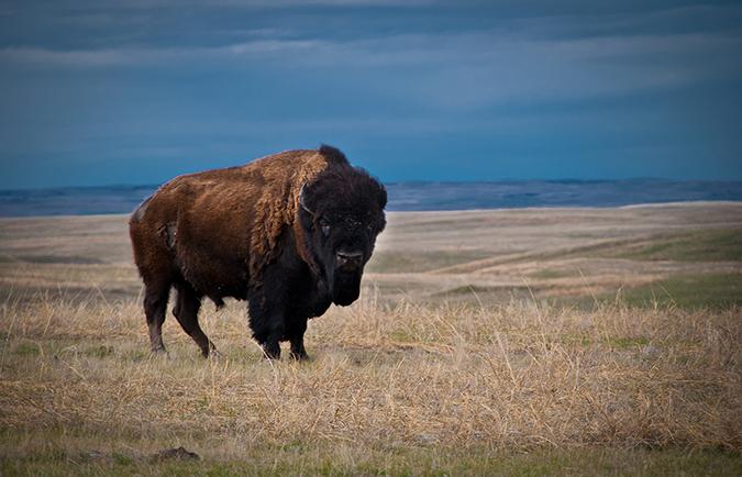 buffalo in the field