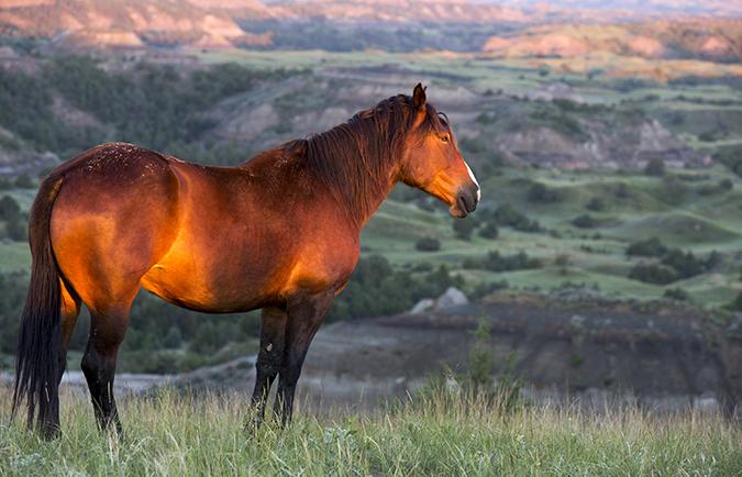 wild horse