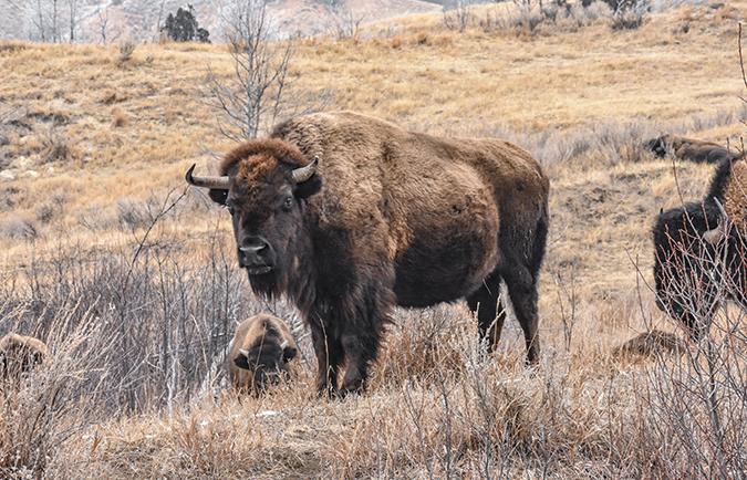 Buffalo at TRNP