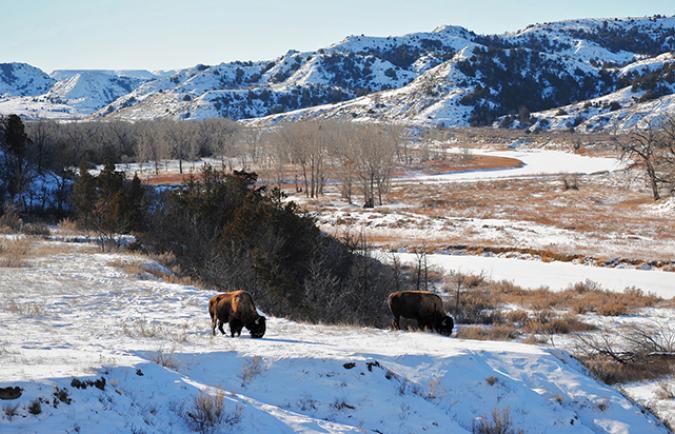 Winter bisons