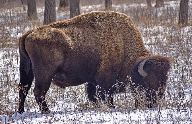 Buffalo in the snow