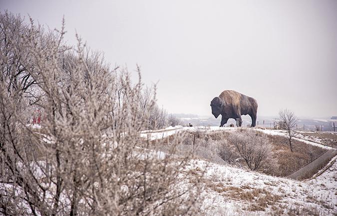 Worlds Largest Buffalo