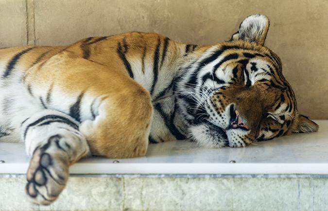 Lion at Roosevelt Zoo