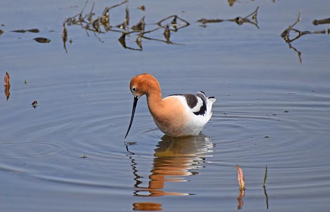 American Avocet