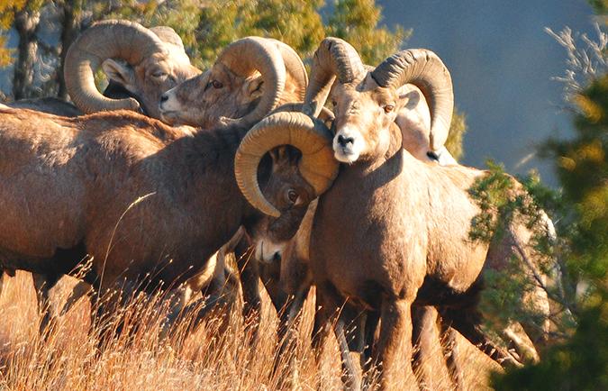 Big horn rams