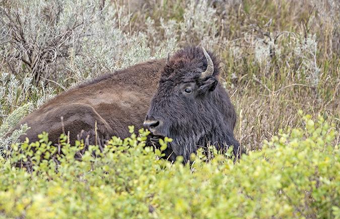 Bison at TRNP