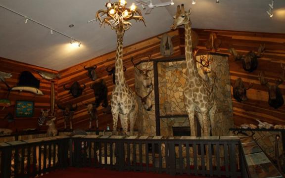 Giraffes on Display in Beulah