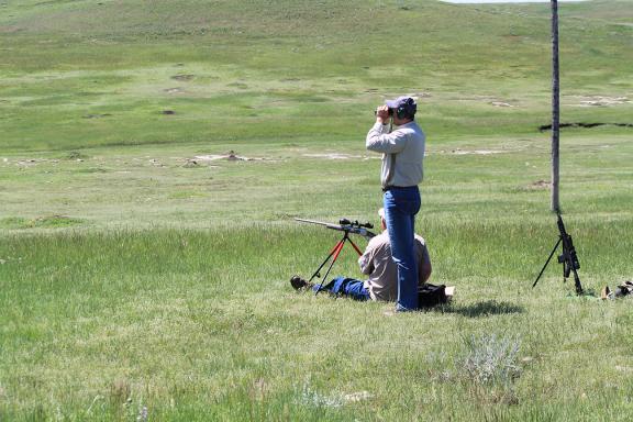 Prairie dog hunting