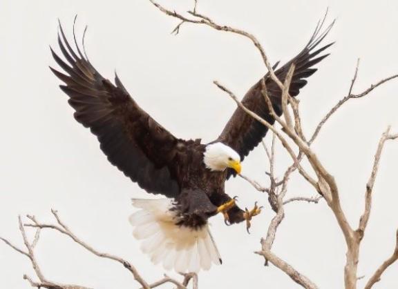 Eagle
