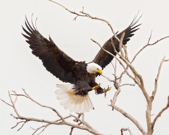The Amazing Grace of the Bald Eagle