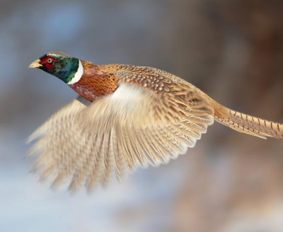 Pheasant in Flight