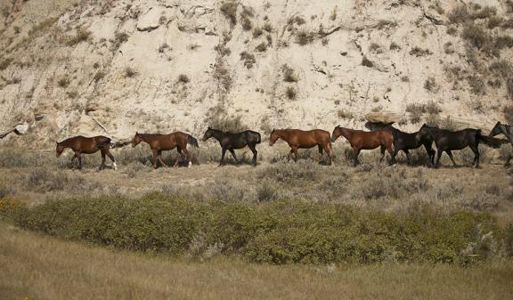 Wild horses