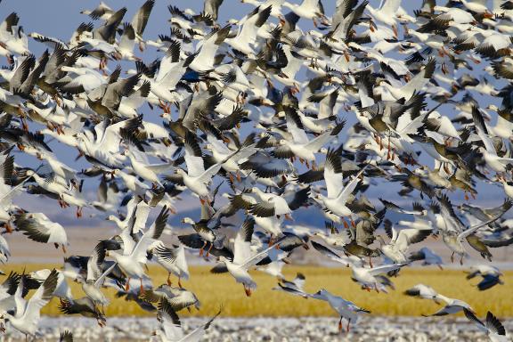snow geese in flight