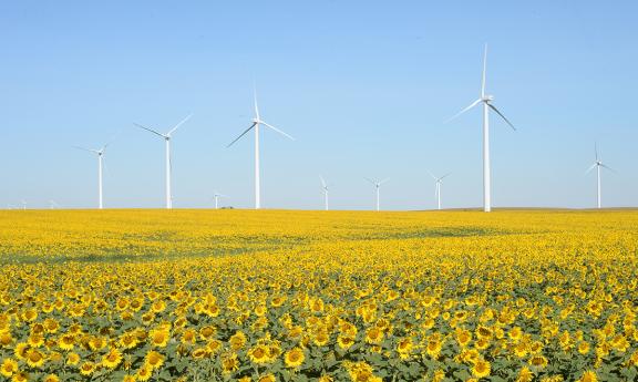 Wind turbines in sunflower field