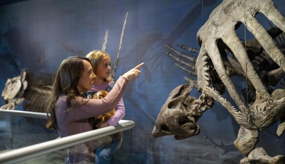 Viewing dinosaur bones