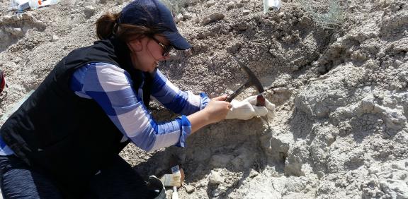 digging for fossils