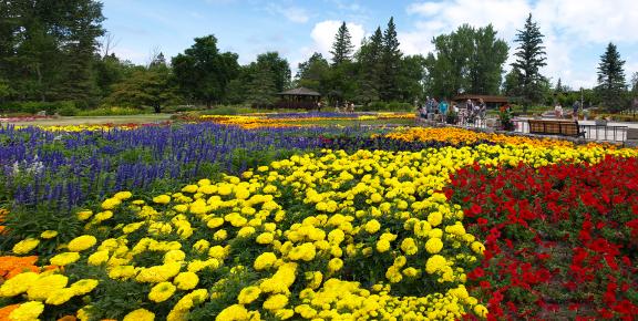 International peace garden flowers