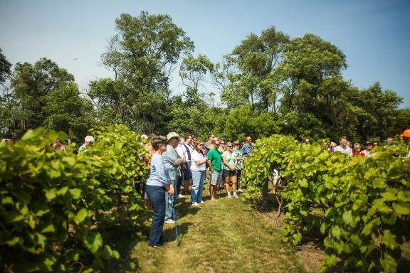 Vineyard tour