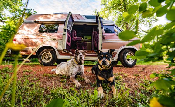 dogs camping