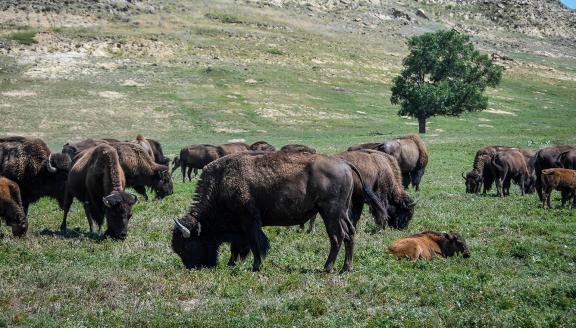 Bison grazing