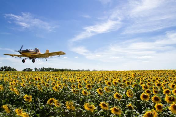 Ag pilot over sunflowers