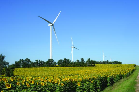 A wind turbine in a sunflower field