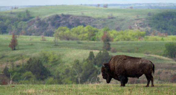 An animal is standing in a picturesque landscape of Theodore Roosevelt National Park