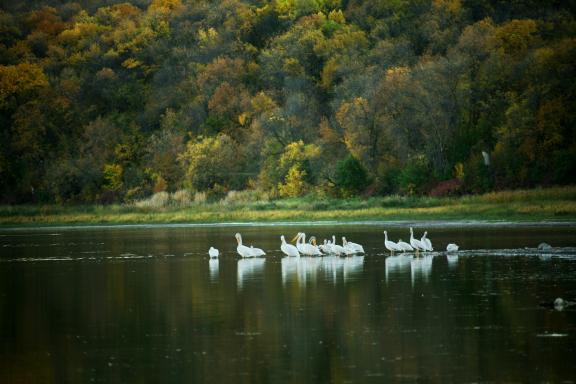 A group of white pelicans on a calm lake surrounded by autumn foliage