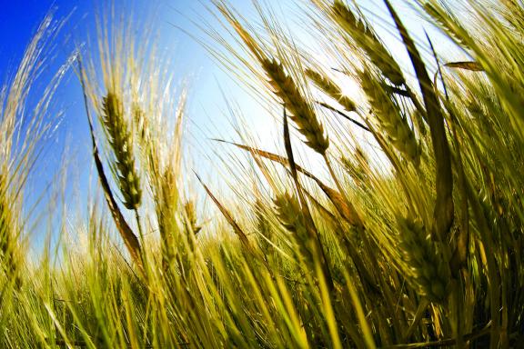 Wheat is a common crop grown in North Dakota.