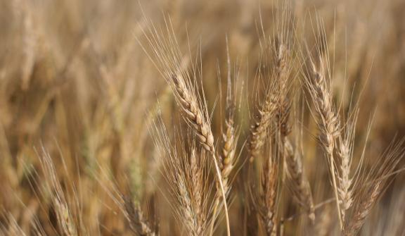 Wheat fields