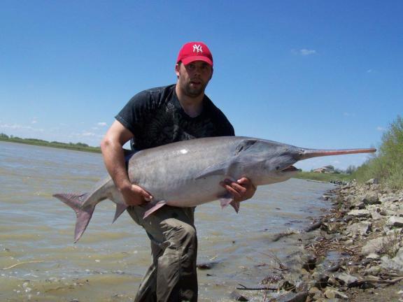 A man is holding a large paddlefish along the shore of a body of water