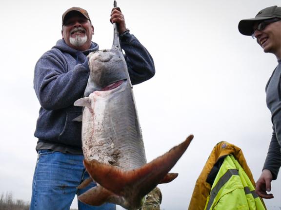 One person, holding a large paddlefish by its mouth, is showing the catch
