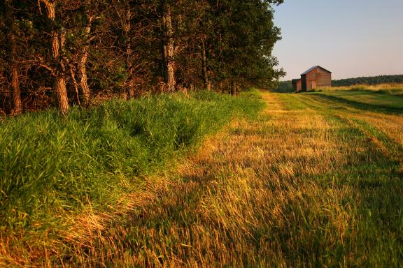  A dirt path bordered by lush green grass and tall trees on one side, leading towards a distant barn or shed