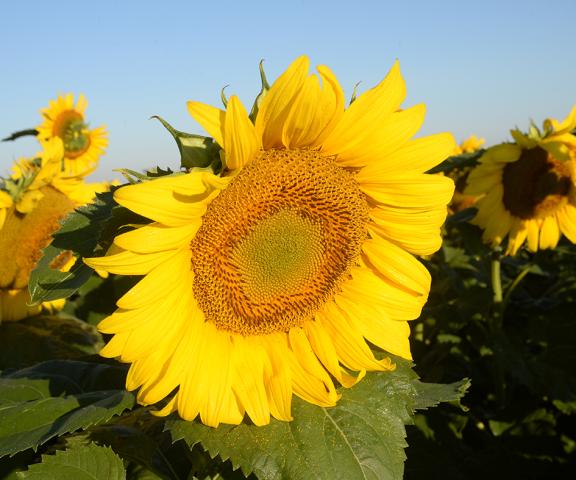Close-up of a sunflower with other sunflowers in the background