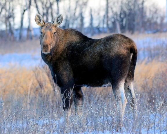 View North Dakota's Wondrous Wildlife View North Dakota's Wondrous Wildlife