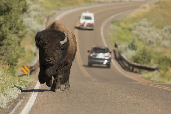 bison in park