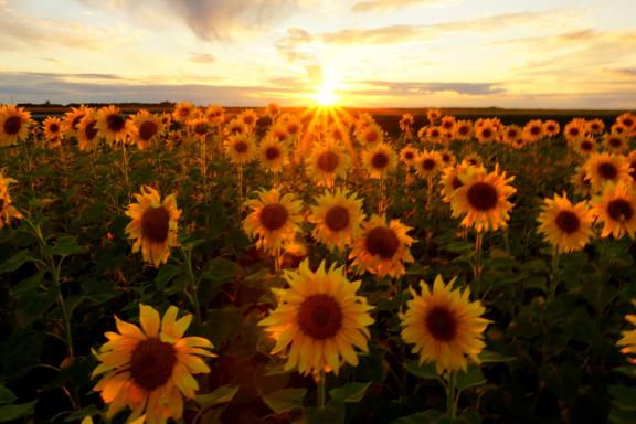 A field of sunflowers at sunset